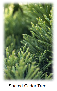 sacred cedar